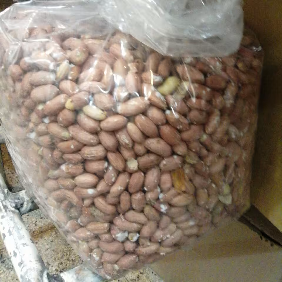 بادام زمینی تازه آستانه اشرفیه1402