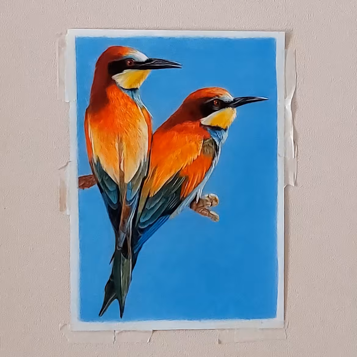 نقاشی از پرنده زنبور خوار با تکنیک مداد رنگی روی مقوای اشتنباخ