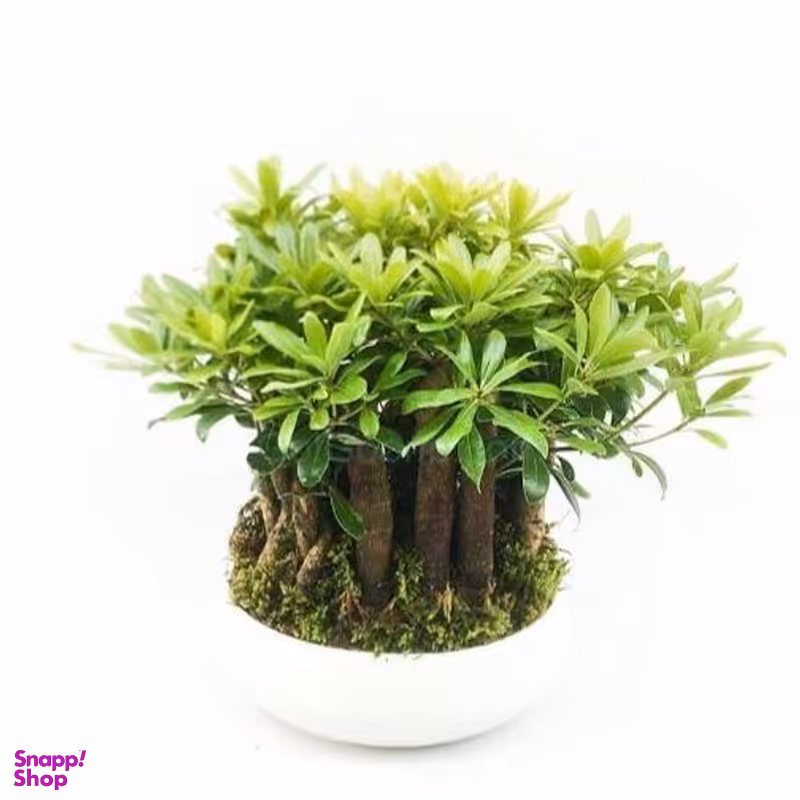گلدان طبیعی بونسای میخک هندی ارتفاع 50 سانتی متر