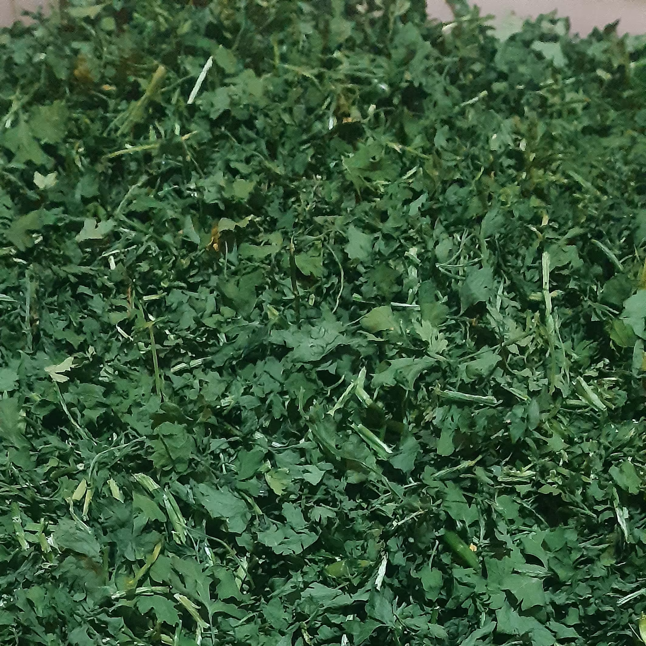 جعفری خشک 10 کیلویی