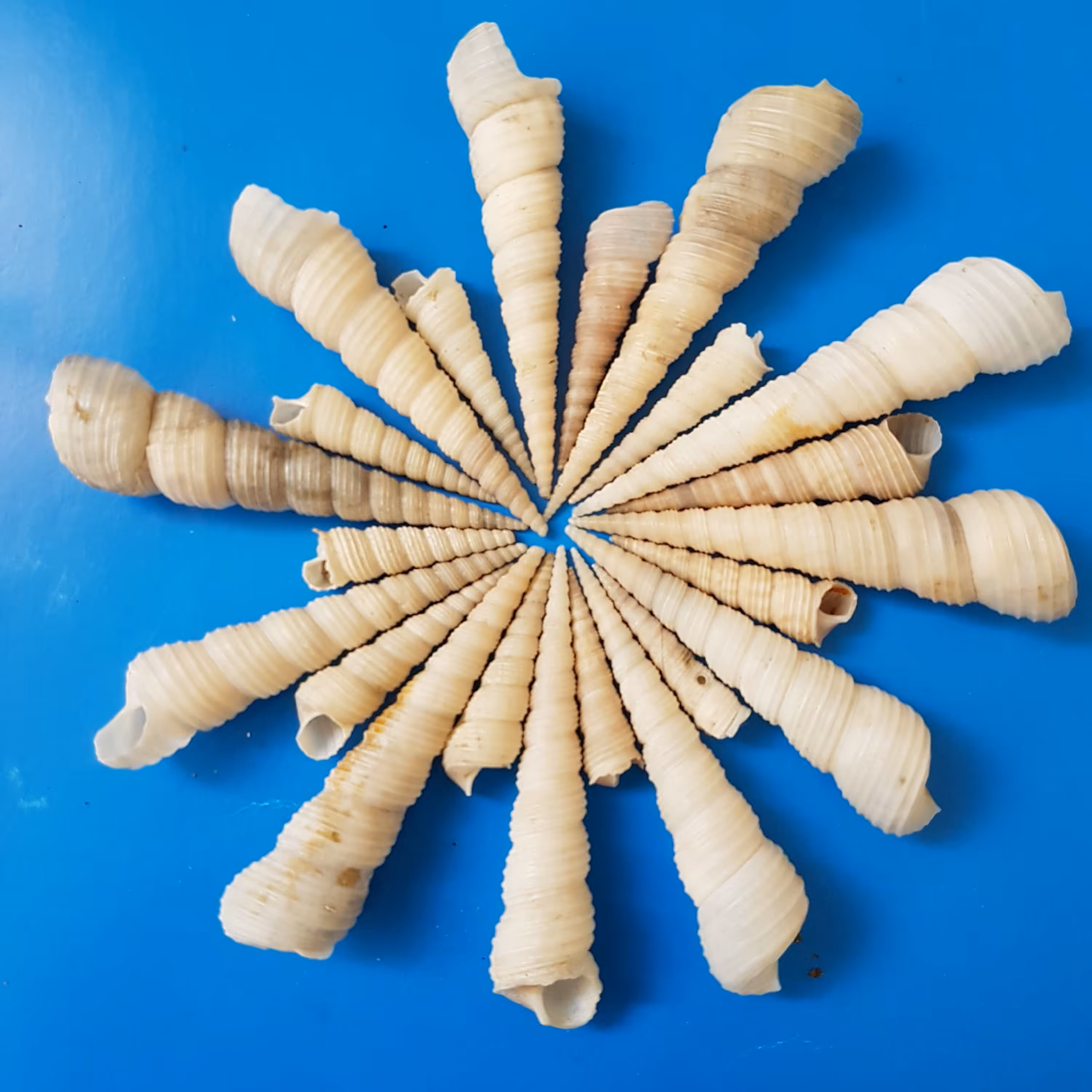 بسته 10 عددی گوش ماهی بزرگ