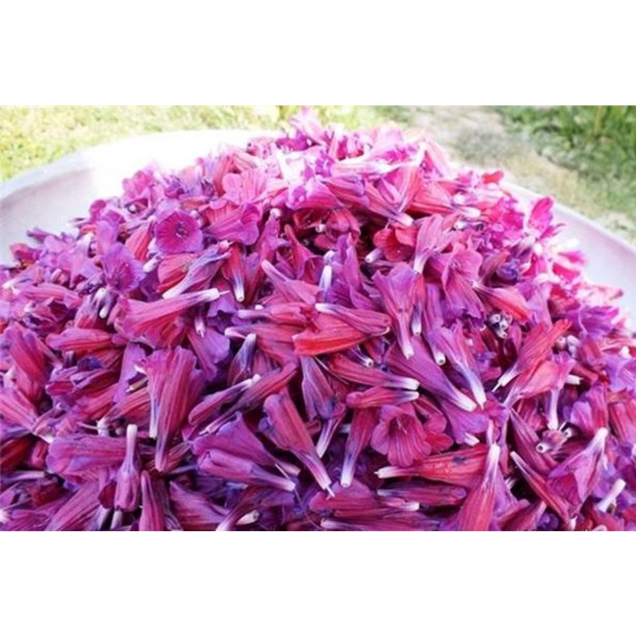 گل گاو زبان 50 گرمی