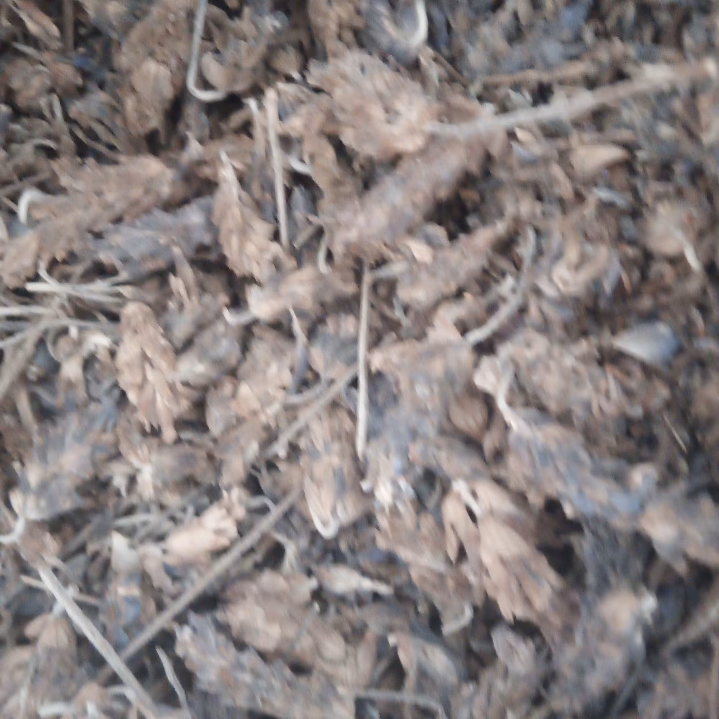 اسطوخودوس 50 گرمی