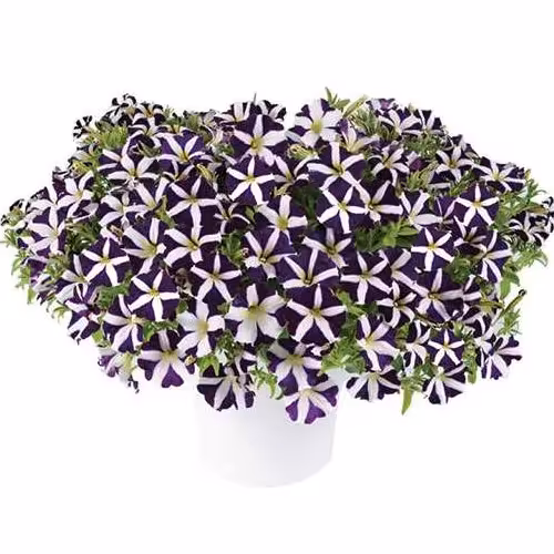 بذر گل اطلسی بنفش ستاره ای