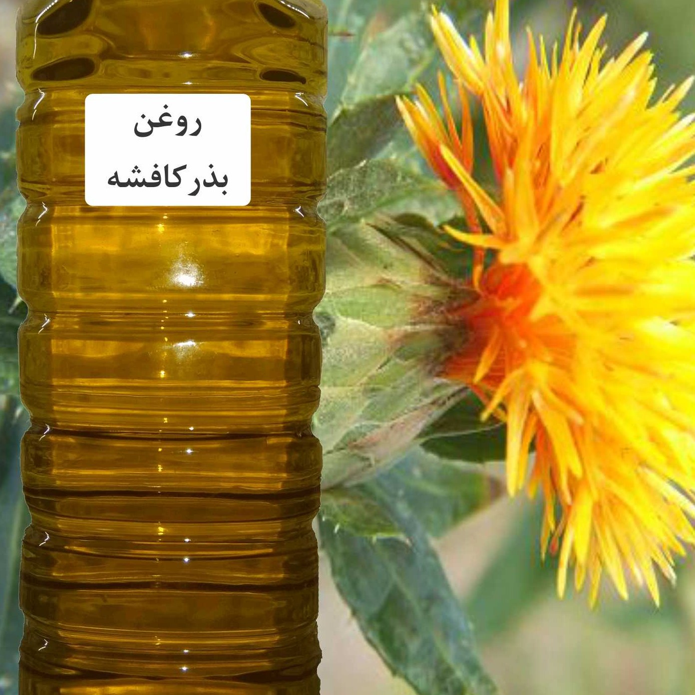 روغن کافشه