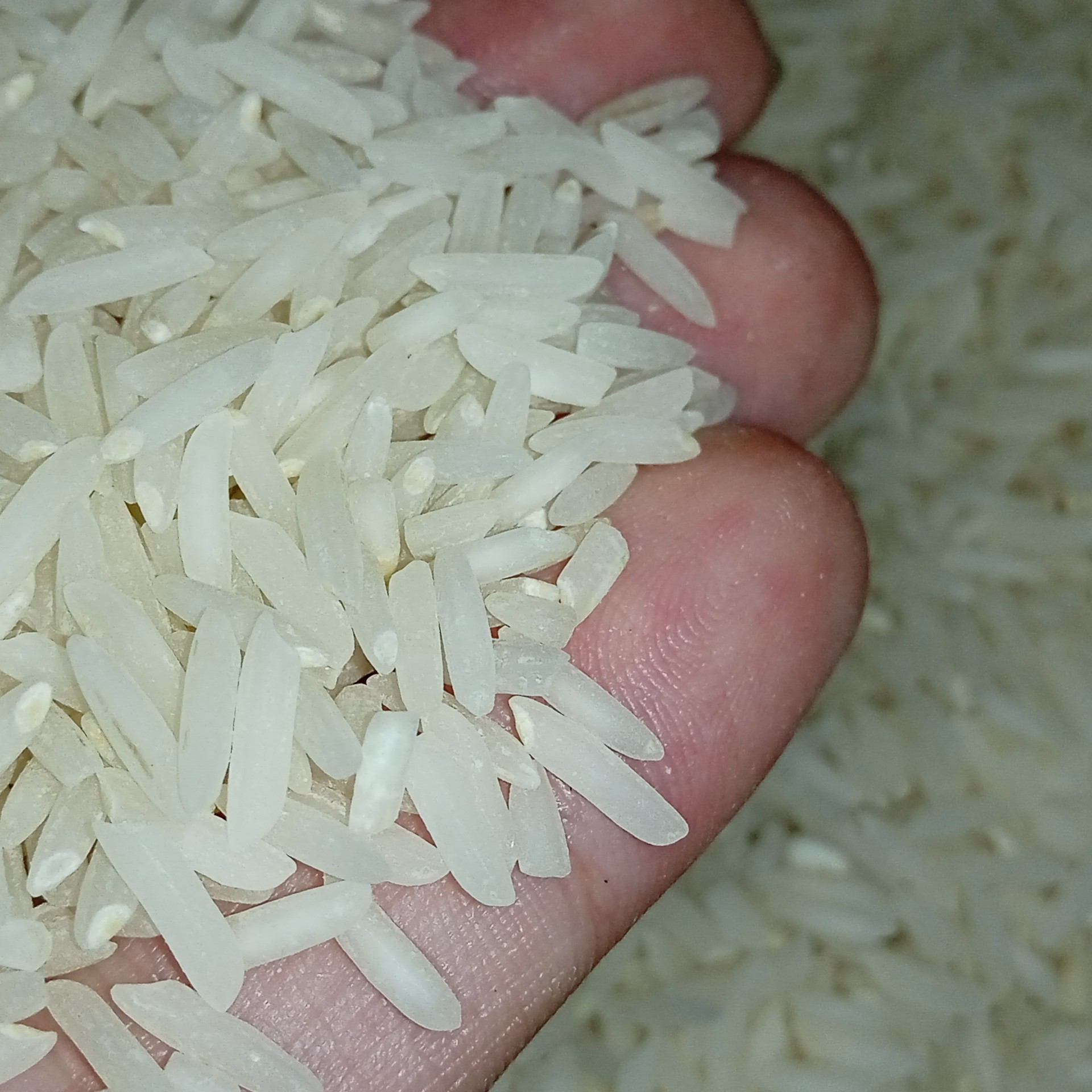 برنج شیرودی درجه 1 ( سورتینگ شده)