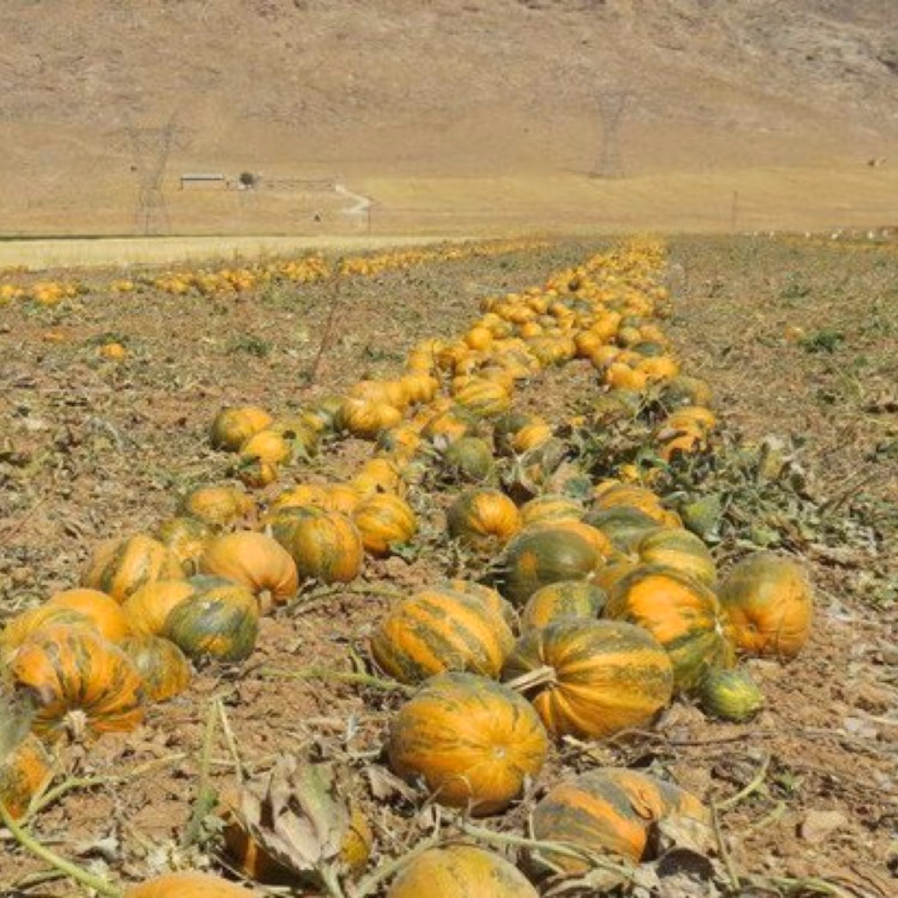 بذر کدو تنبل عمانی 5 عددی 