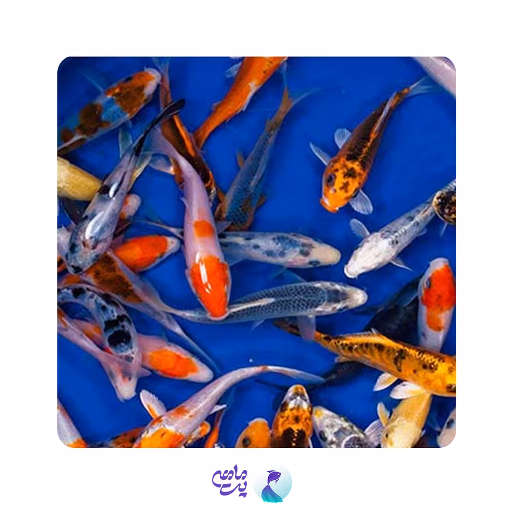 ماهی کوی مختلط 7 تا 8 سانتی متر