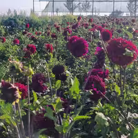 پیاز کوکب 