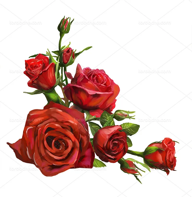 عکس گل رز قرمز | گرافیک با طعم تربچه