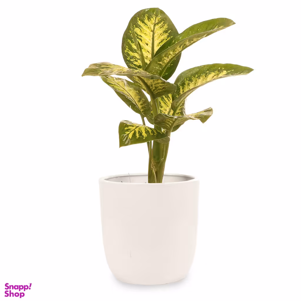 گیاه طبیعی دیفن باخیا گلیتال مدل GTL118