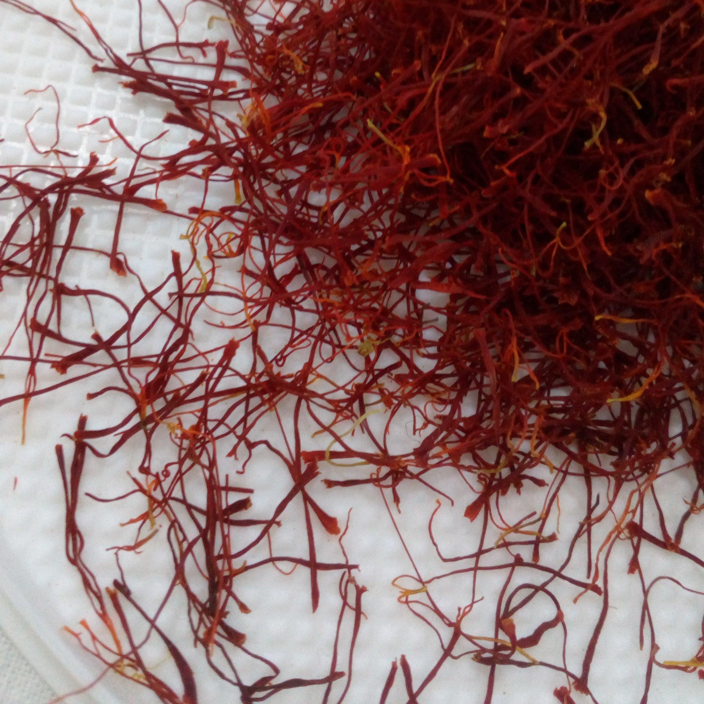 بسته 85 گرم سرگل زعفران+20گرم ریشه نگین