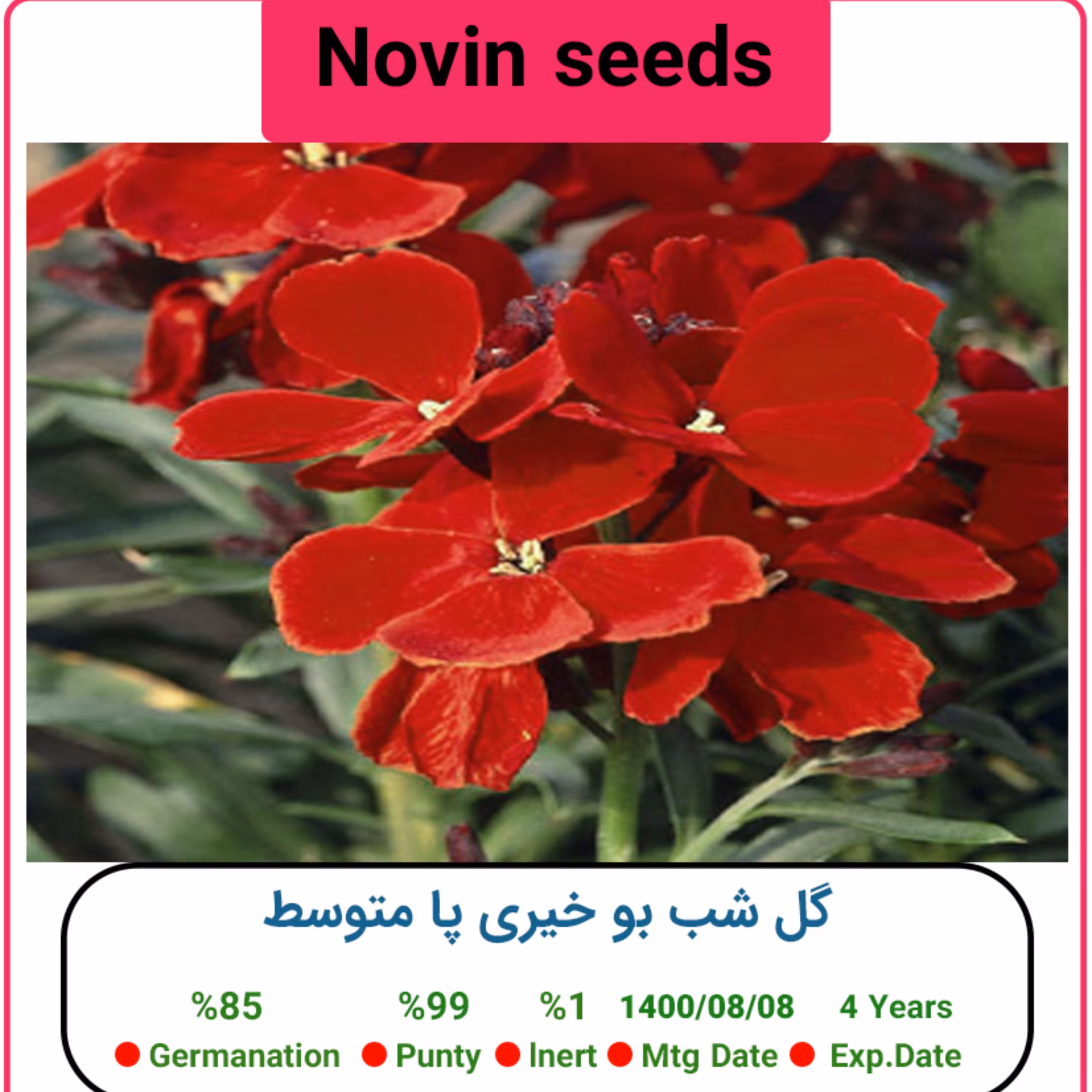 بذر گل شب بو خیری پا متوسط قرمز