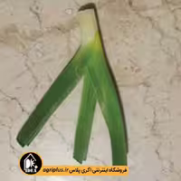 بذر تره شادگان 56