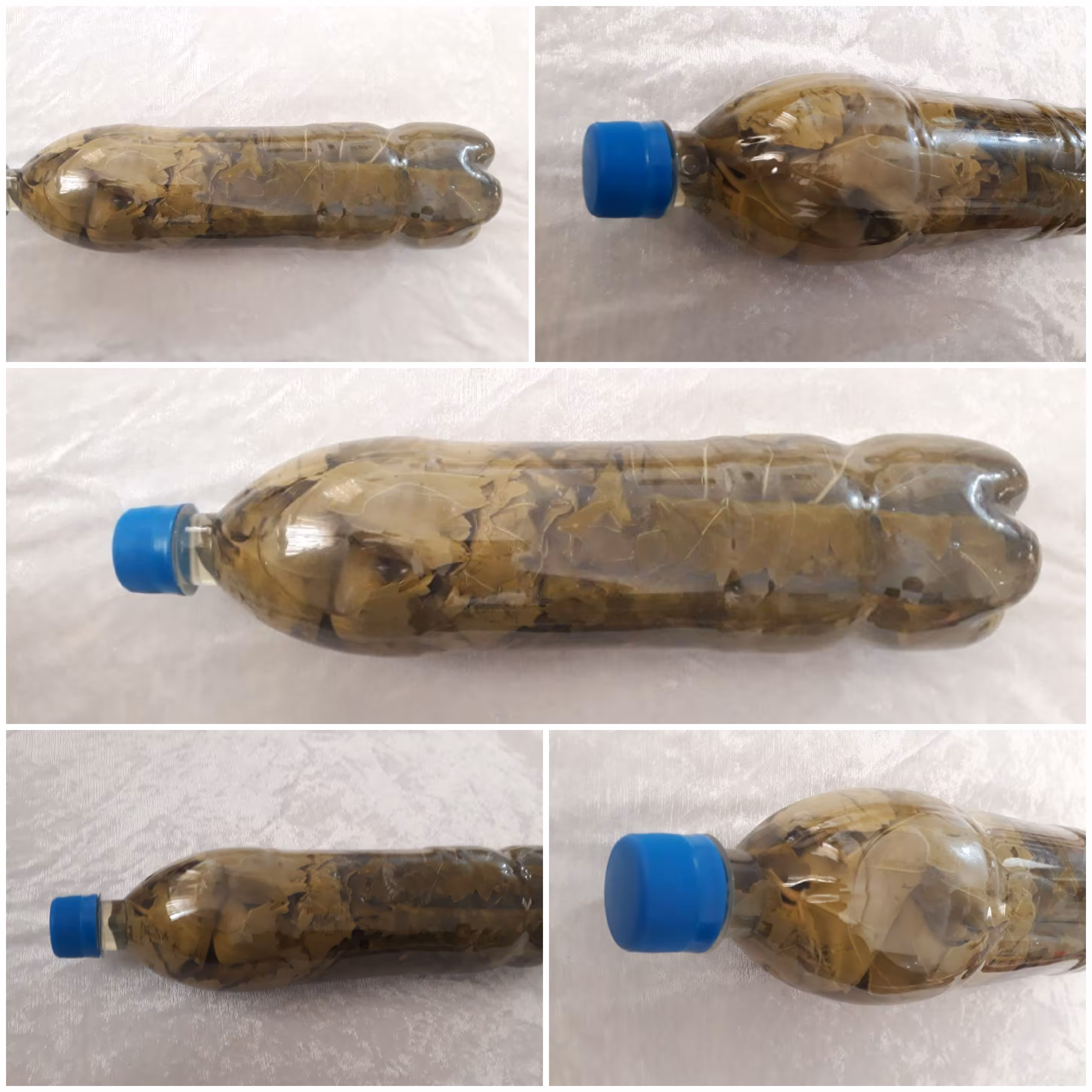 برگ مو دستچین شده سایز بزرگ فروشگاه وسنا