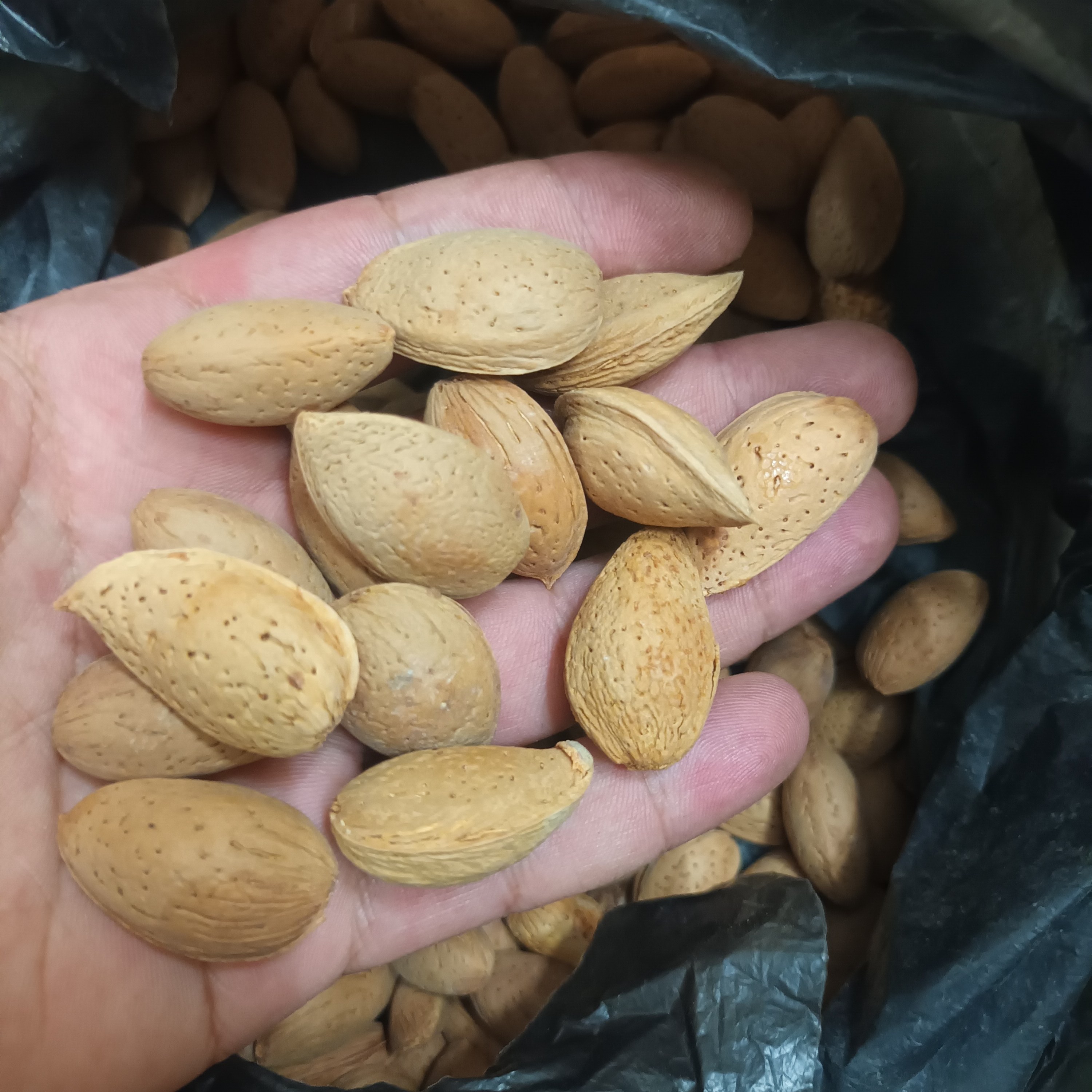 بادام سنگی درختی کوهی ارگانیک