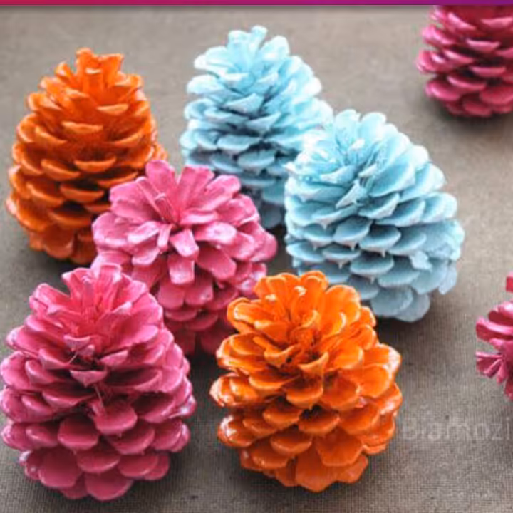 میوه درخت کاج خواص تزئینی و گیاهی(خریداریم و فروشنده)