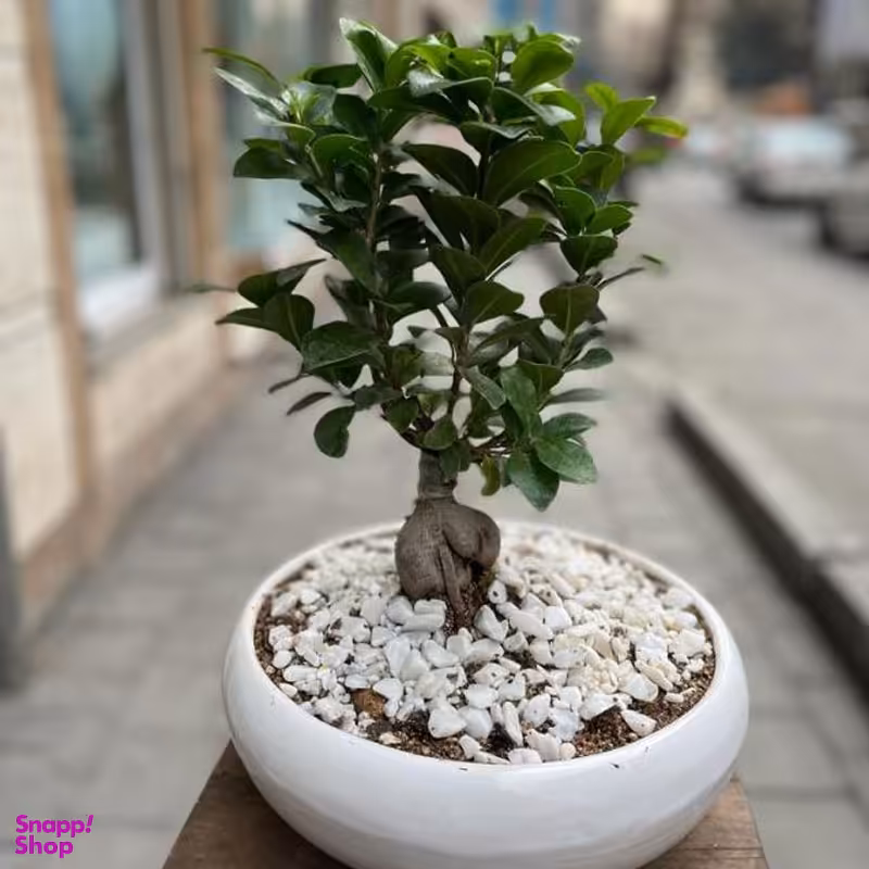 گلدان طبیعی بونسای ارتفاع 30 سانتی متر