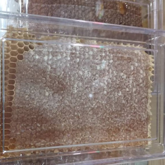 عسل شان با عطر و طعم بی نظیر از ییلاقات شهرستان خوی