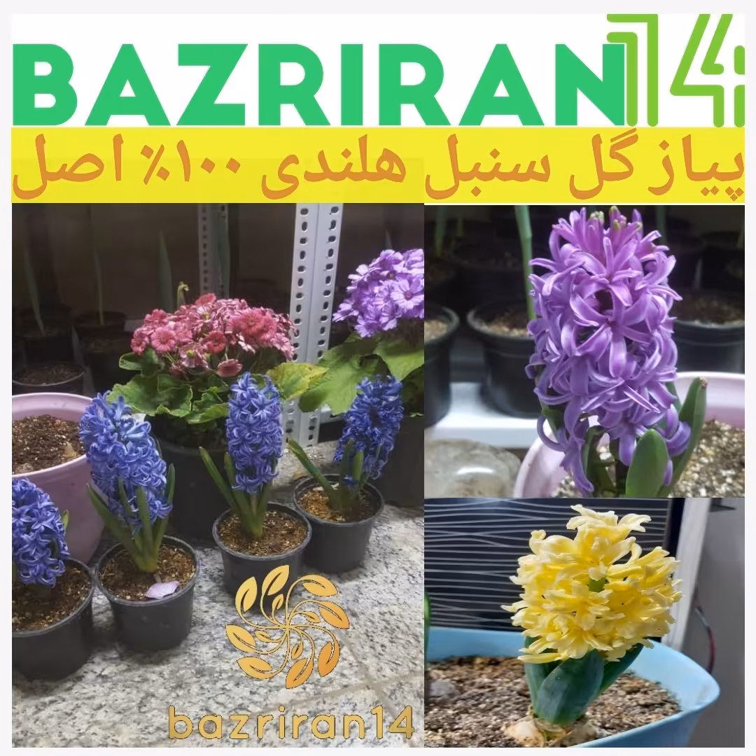 پیاز گل سنبل هلندی باکیفیت بسیار بالا و سایز درشت