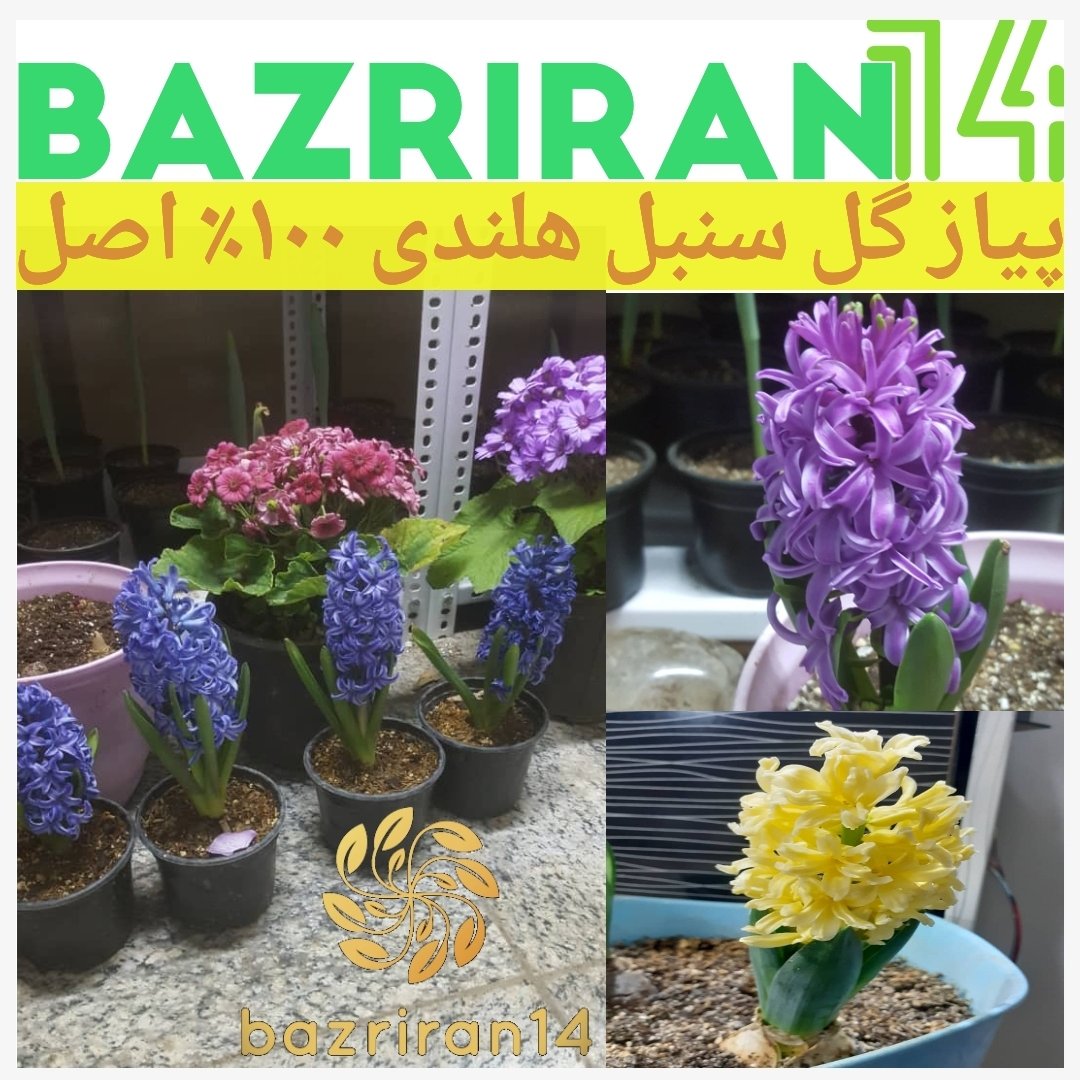 پیاز گل سنبل هلندی باکیفیت بسیار بالا و سایز درشت