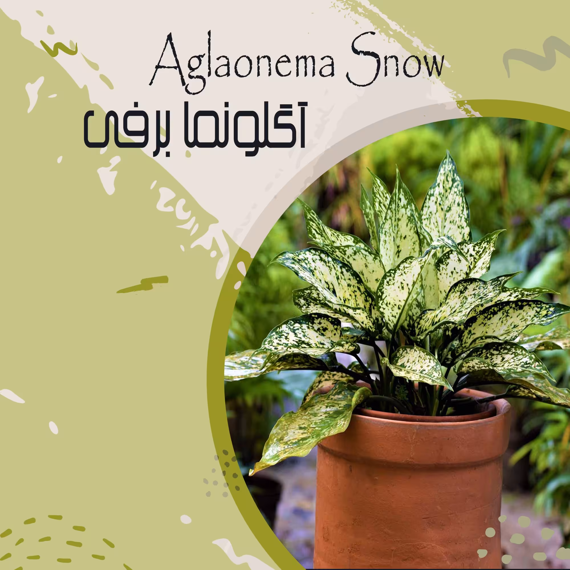 کود مخصوص آگلونما برفی