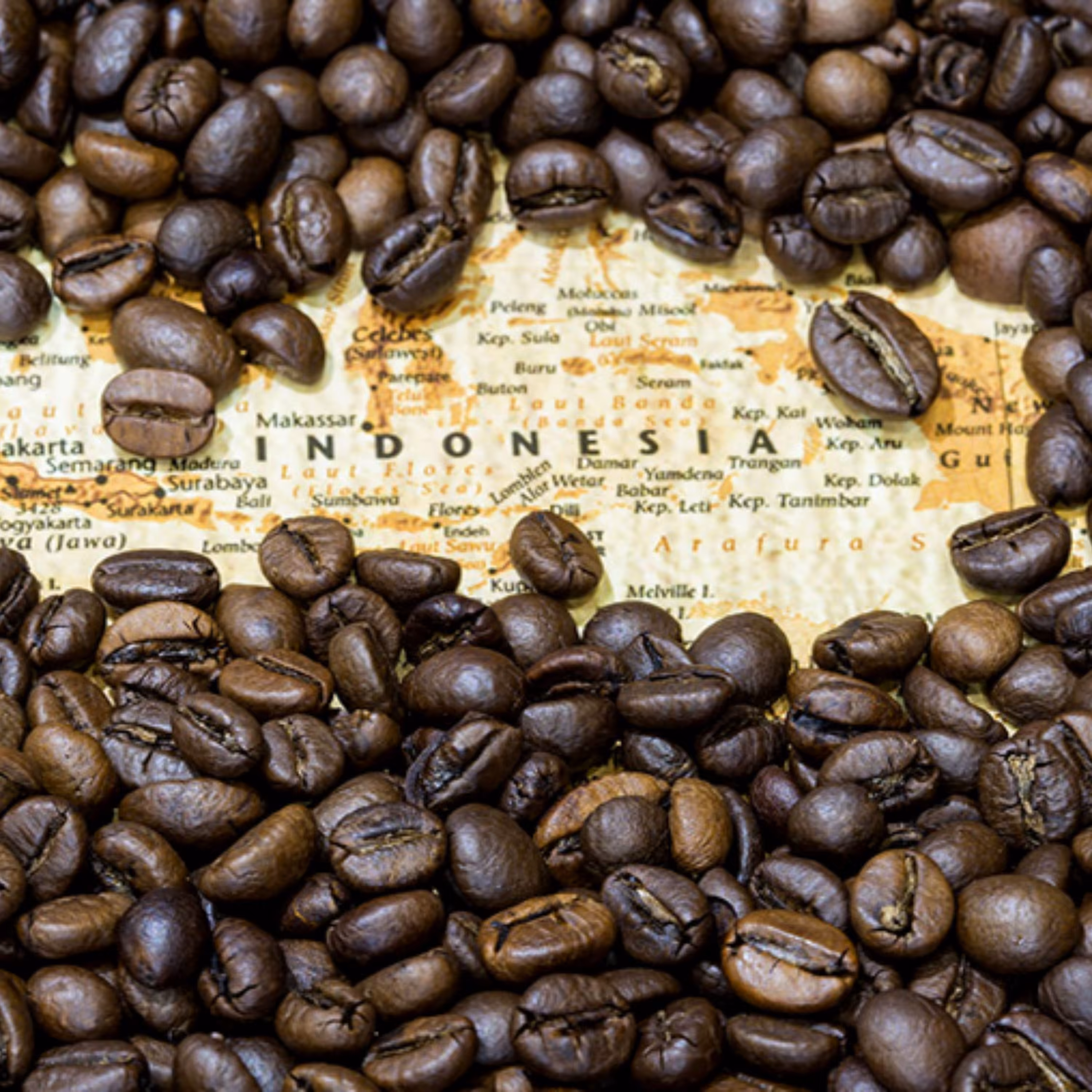 دان قهوه اندونزی جاوا (جاوه) 1000 گرم مدیوم رست