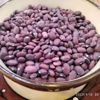 لوبیا قرمز محلی و بوجاری شده