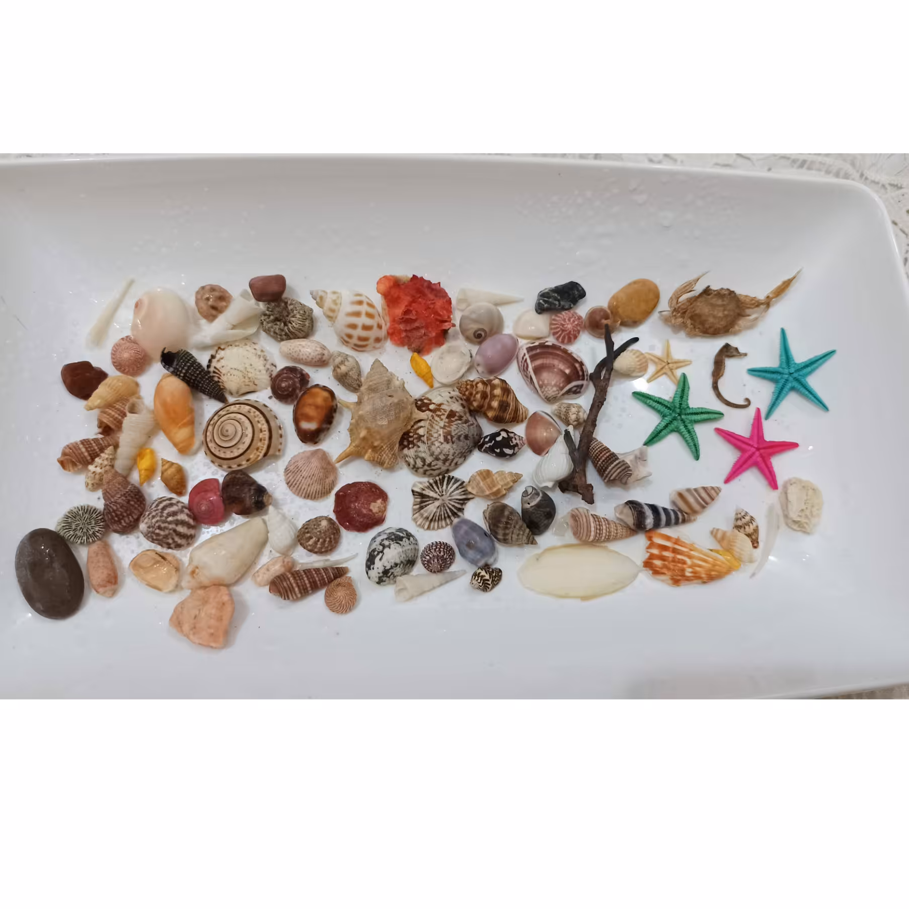 کد 0301 پک زیبای دریایی میکس طبیعی صدفهای زیبای دریایی مناسب شمع، رزین، تابلو ، عکاسی و کارهای هنری 