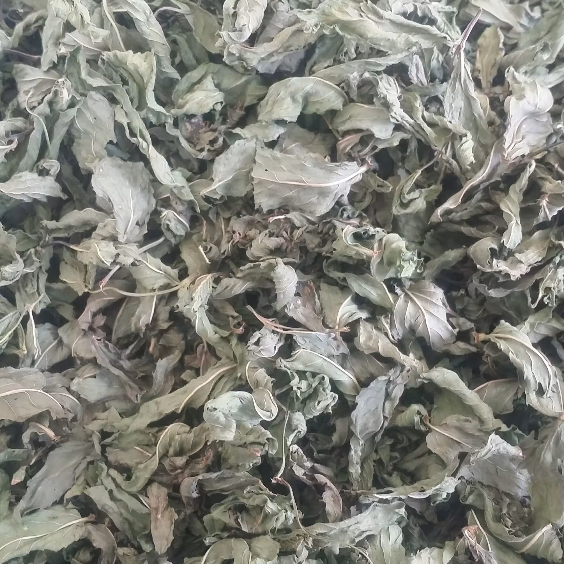   برگ نعنا خشک خرد نشده-بومی اعلاء (پاک شده،بدون ساقه،شسته شده،بدون خاک،کاملا طبیعی و عطراگین ،آفتابی)