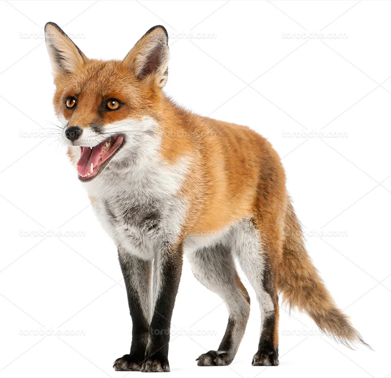 عکس روباه قهوه ای | گرافیک با طعم تربچه