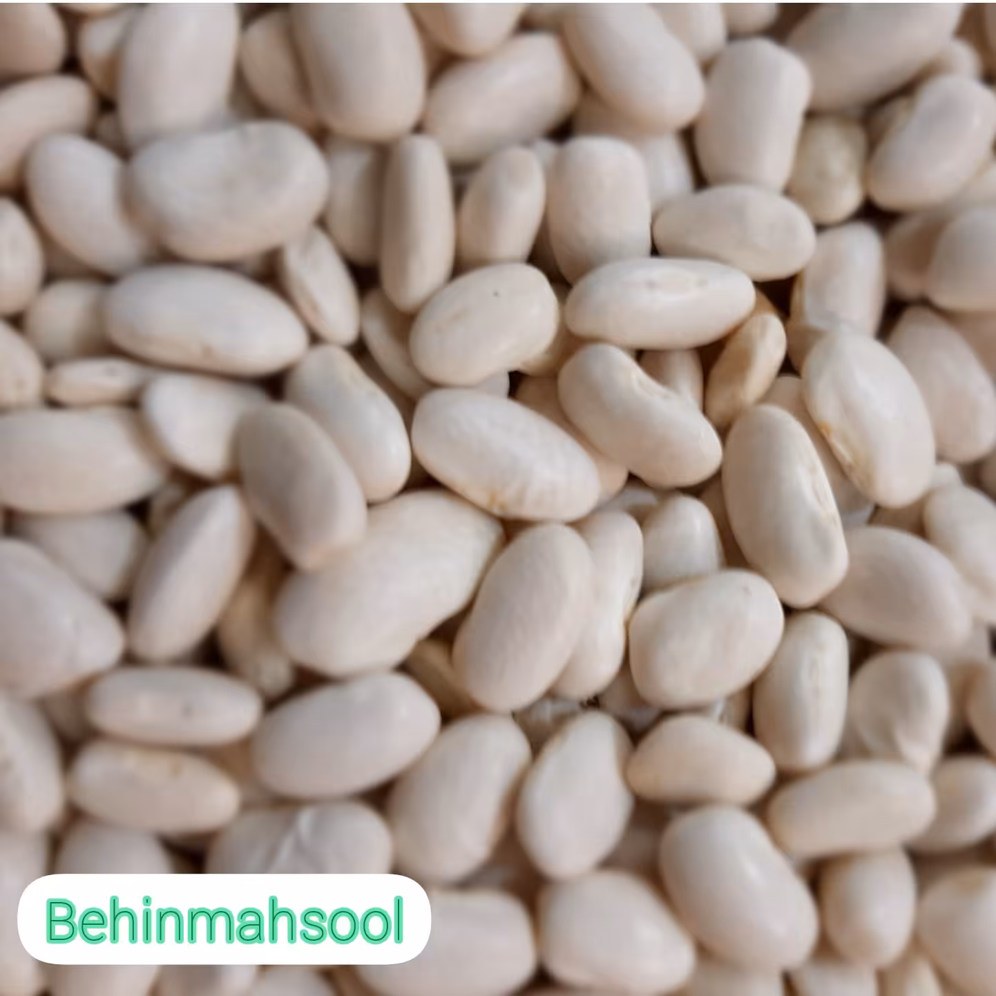 لوبیا سفید ارگانیک تازه (1500 گرمی)