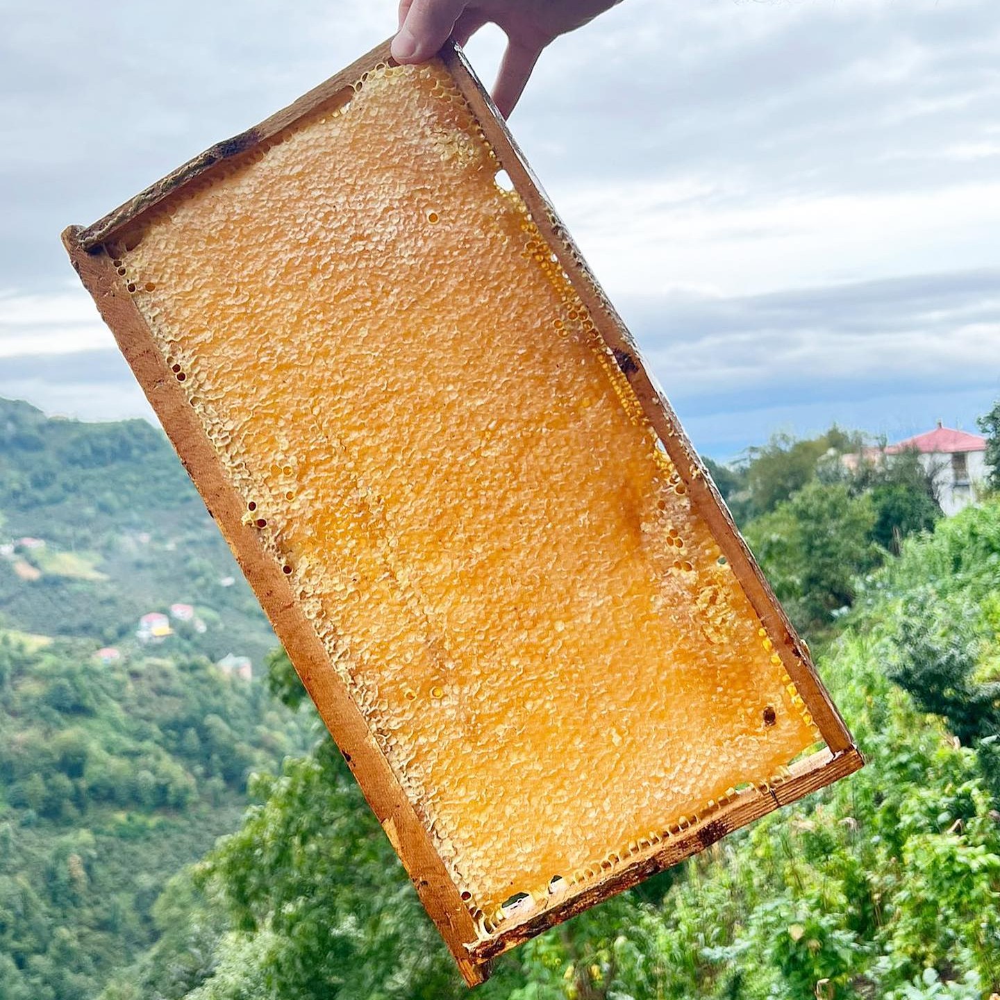 عسل با موم چهل گیاه خوشمزه و خوش طعم (یک کیلو)