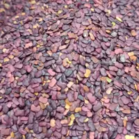 عدس الملک ( عدس تلخ کوهی ) اصل 900 گرمی کاکتوس طلایی 