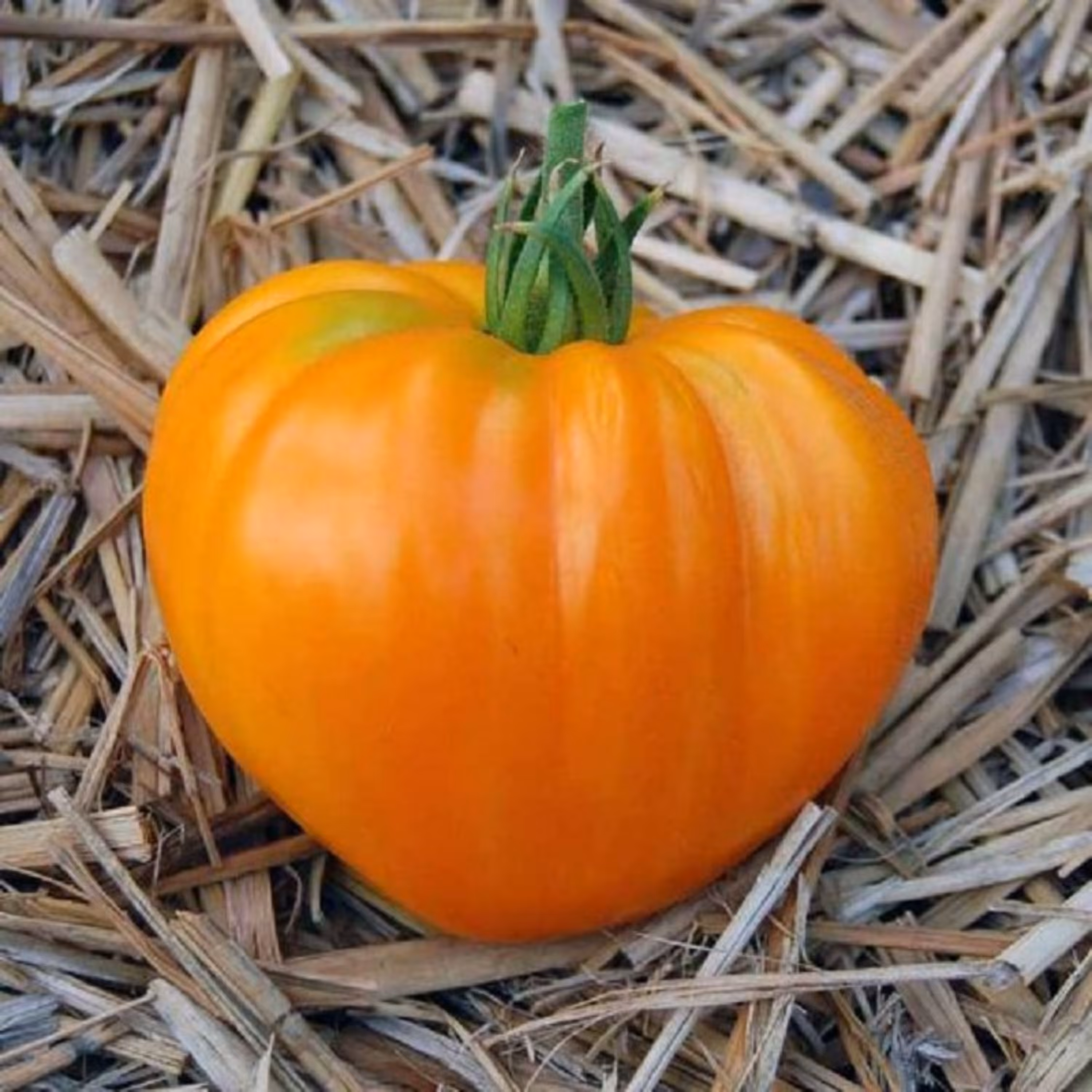 بذر گوجه قلبی نارنجی درختی