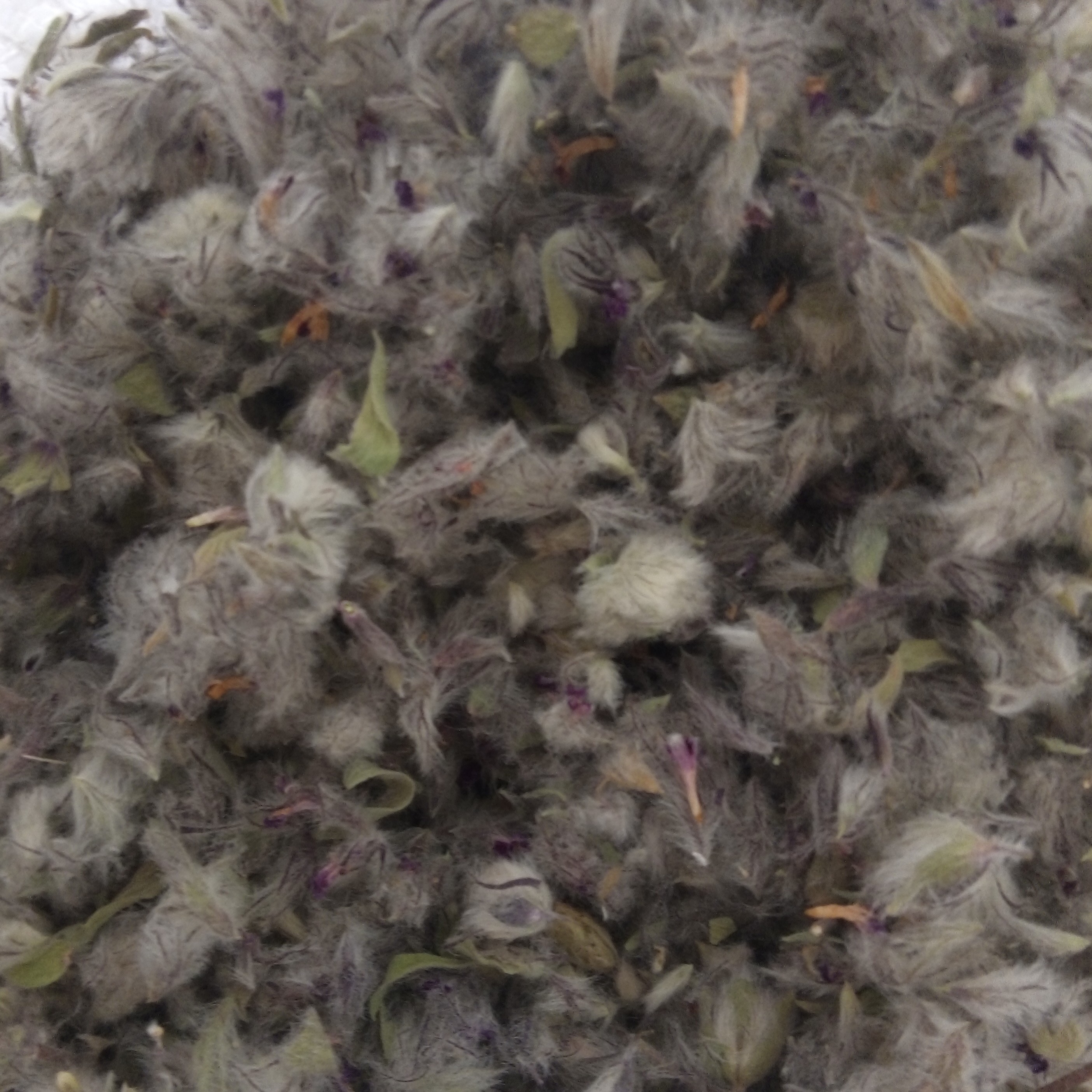 چای کوهی تازه تازه 50 گرمی