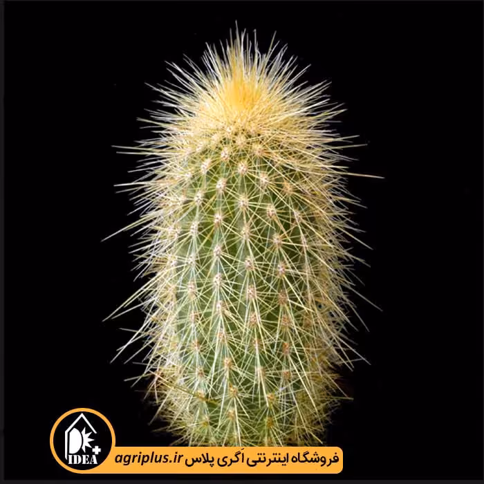 بذر کاکتوس Vatricania Guentheri
