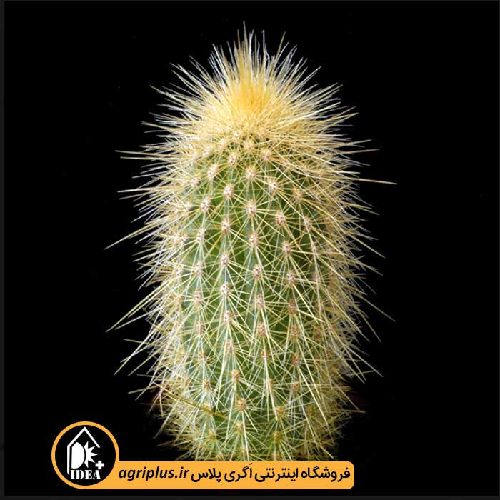 بذر کاکتوس Vatricania Guentheri