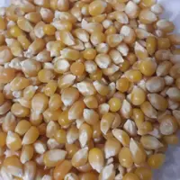 ذرت پاپ کورن(پفیلا) یک کیلویی