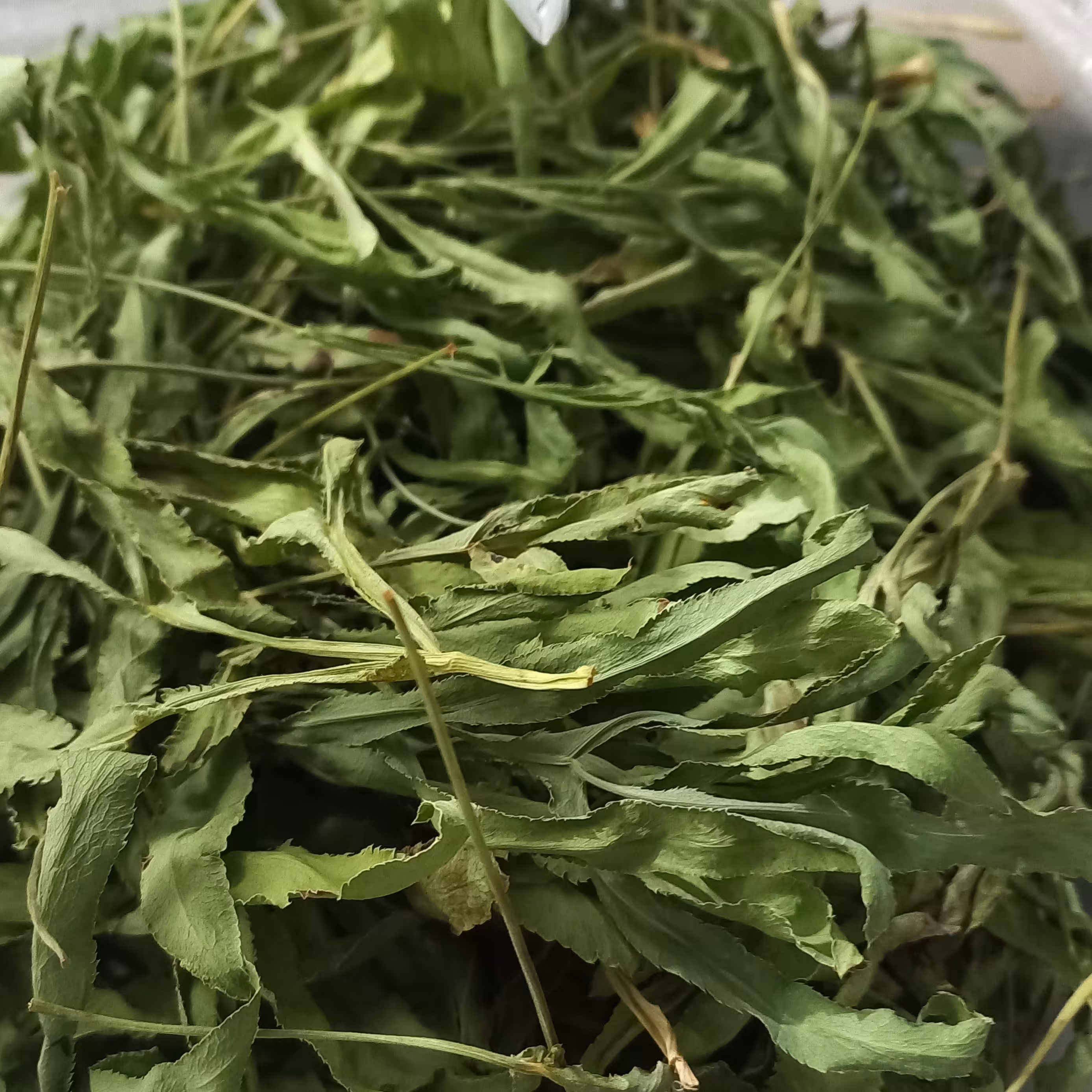 پاغاز  گیاهی  خودرو و بسیار پر خاصیت ومخصوصا اش