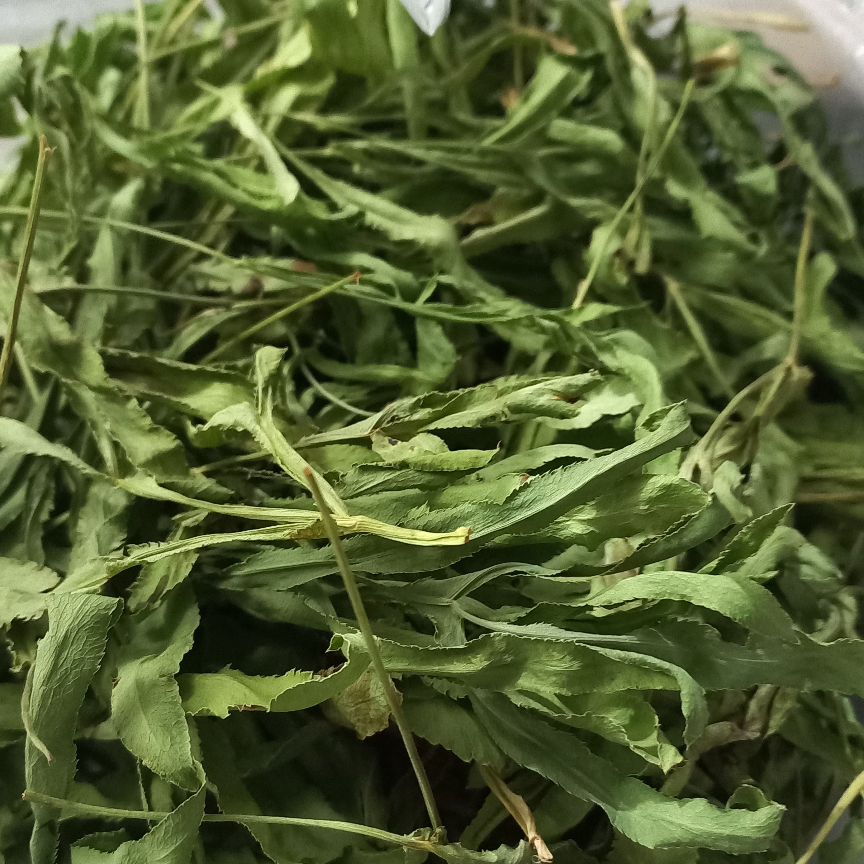 پاغاز گیاهی خودرو و بسیار پر خاصیت ومخصوصا اش