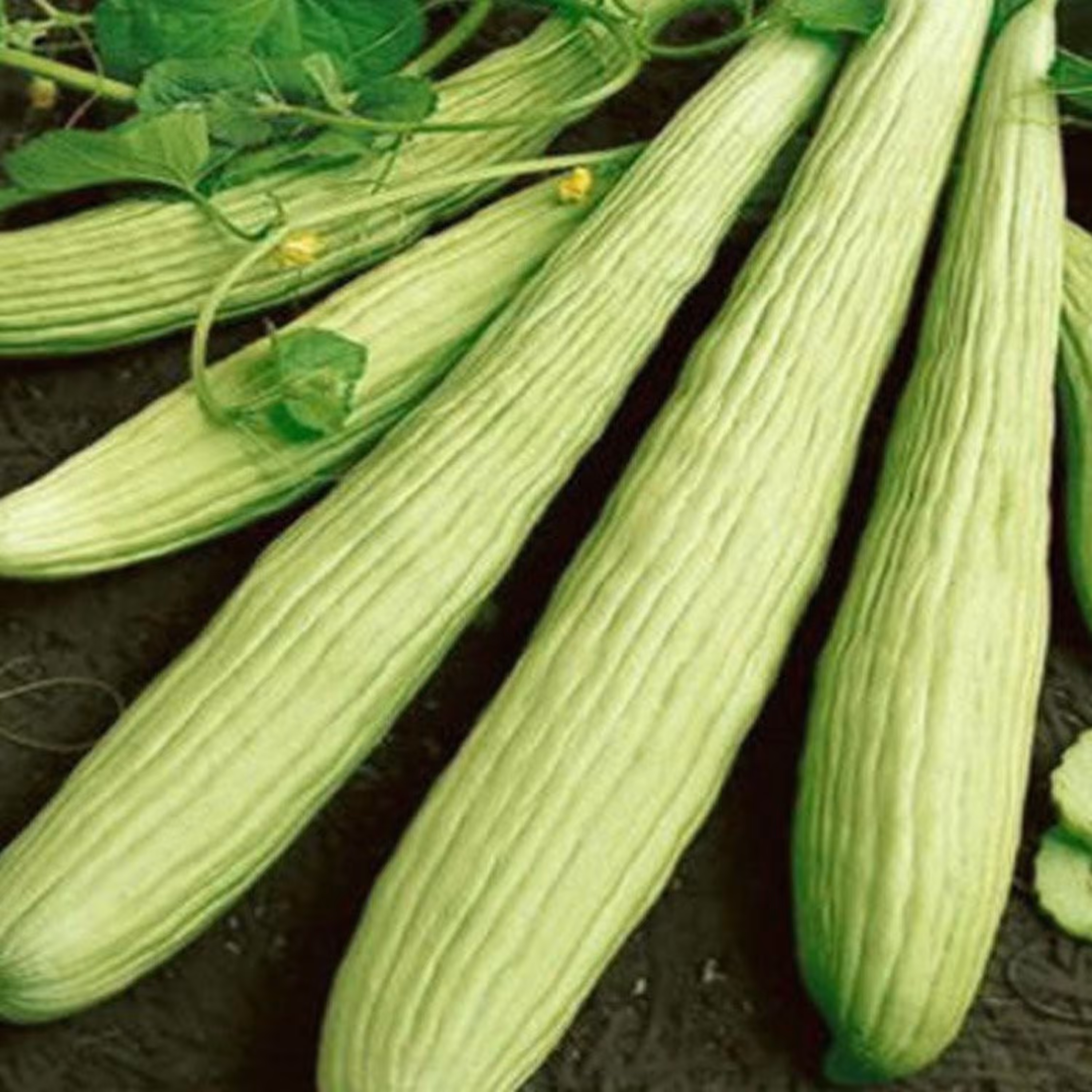 بذر خیار چنبر