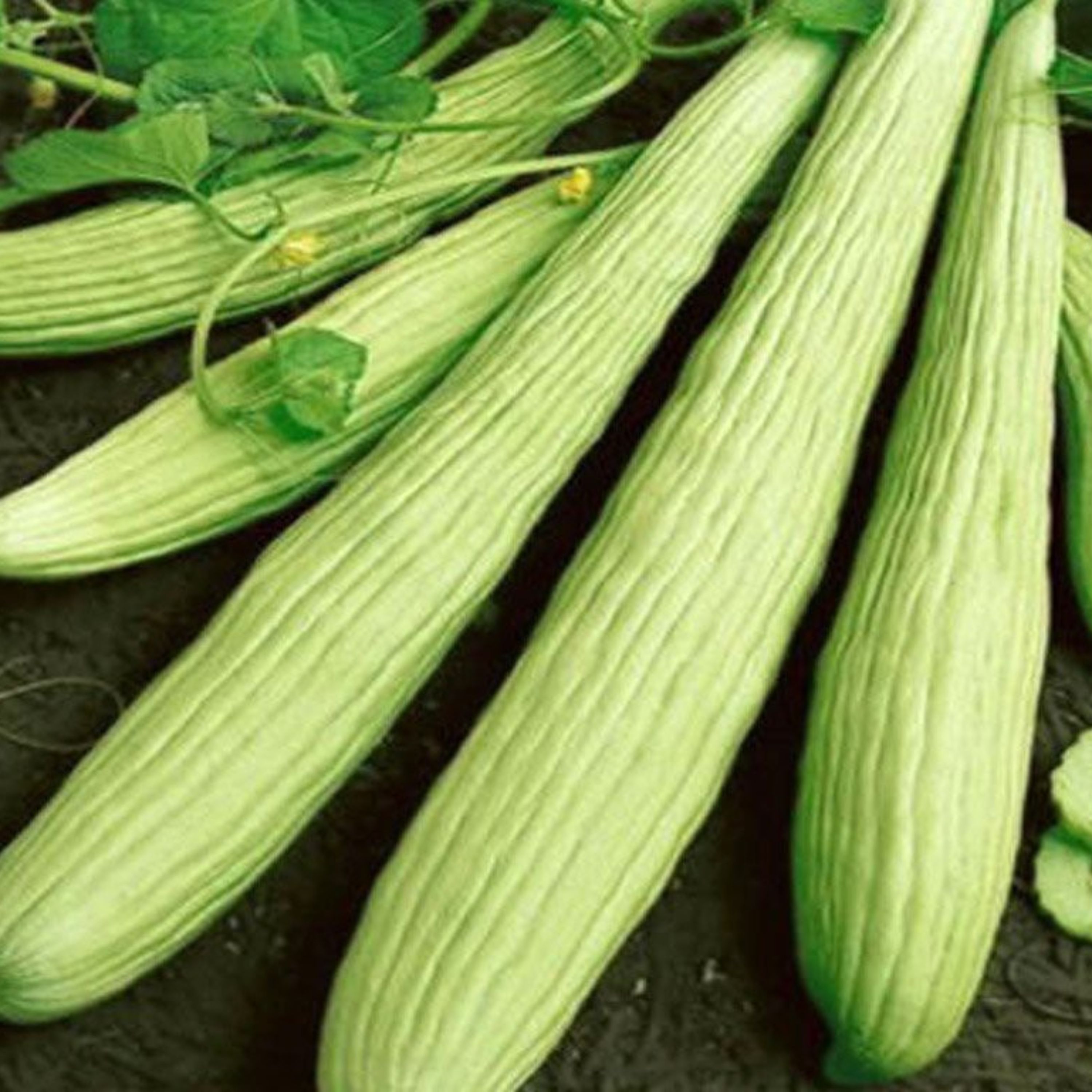 بذر خیار چنبر