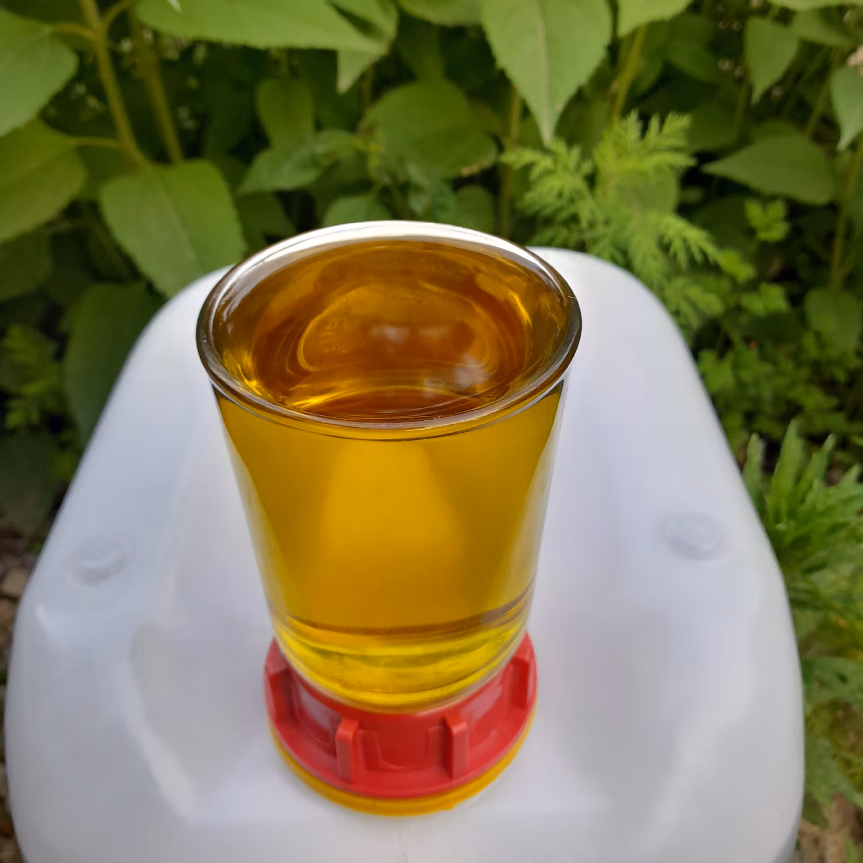 روغن زیتون فرابکرتصفیه شده بی بو(گالن19 لیتری) تضمین کیفیت از باغدار خرید کنید روغن زیتون خالص روغن زیتون فرابکربدون بو 