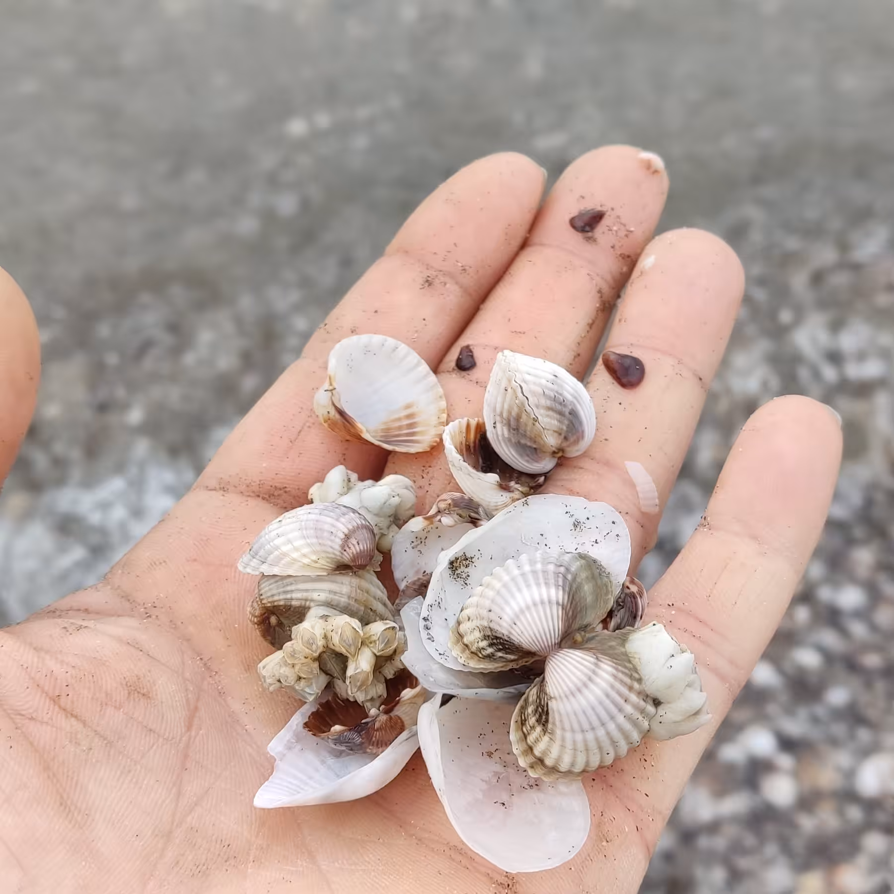 صدف تزیینی (بندرانزلی)