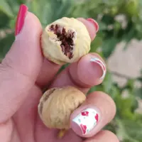 انجیر صد یک (بهتین)