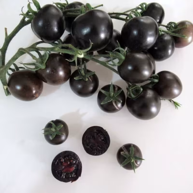 بذر گوجه سیاه چری تو مشکی فوق پربار اوکراینی بسته 5 عددی