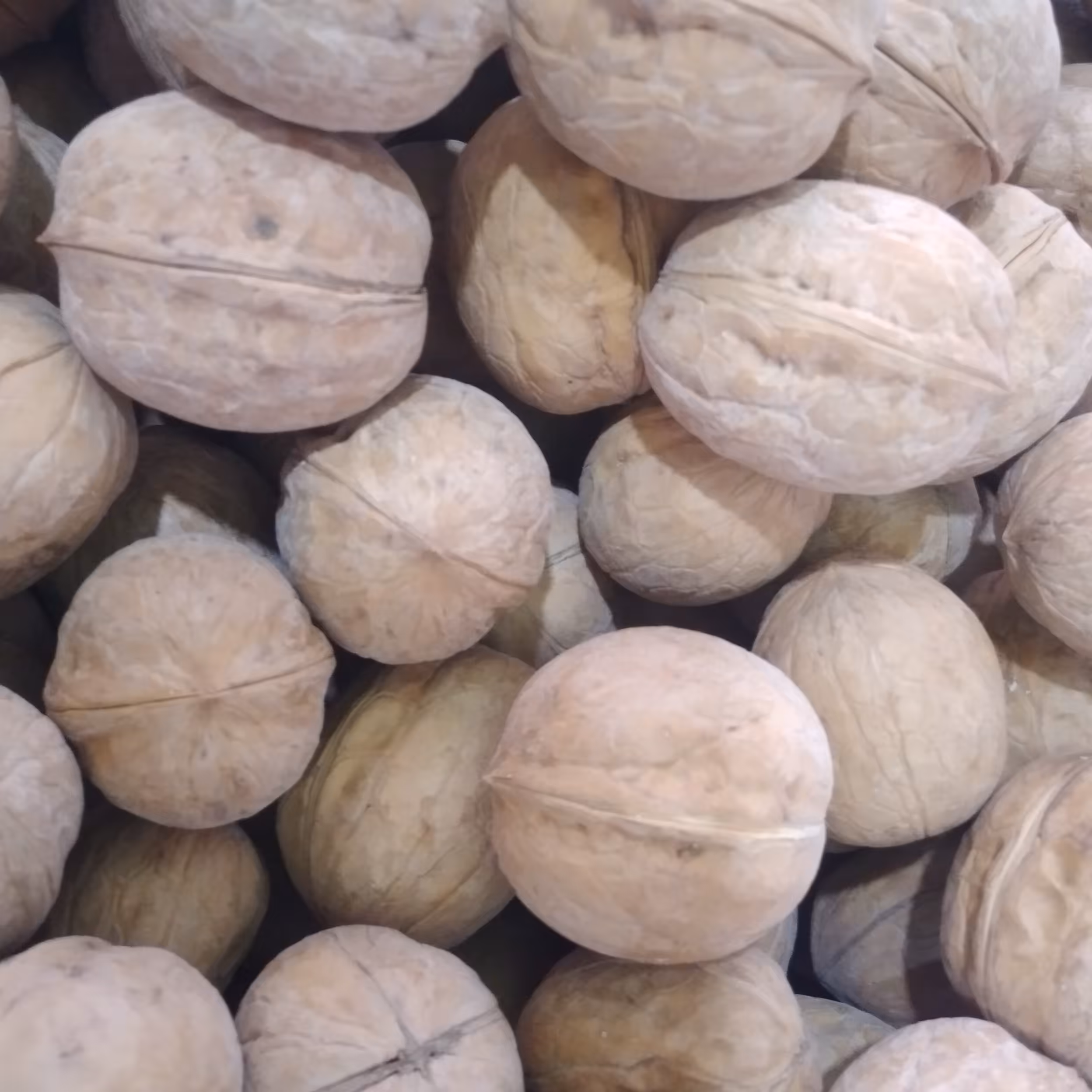 گردو پوست کاغذی