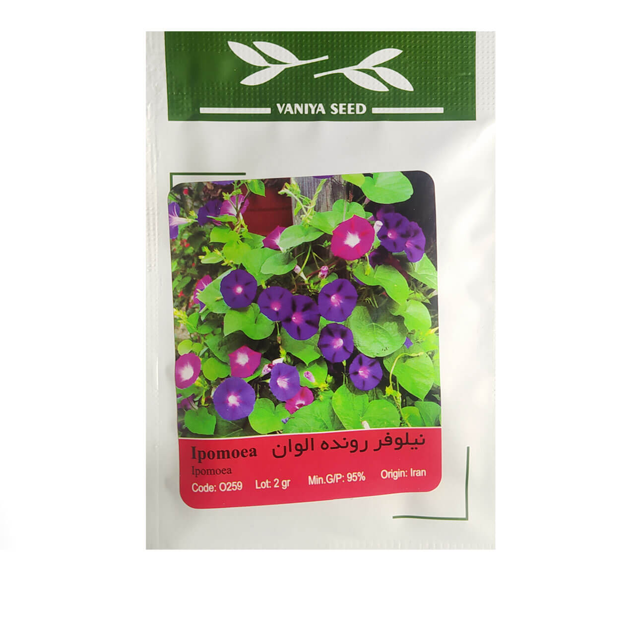 بذر گل نیلوفر رونده الوان