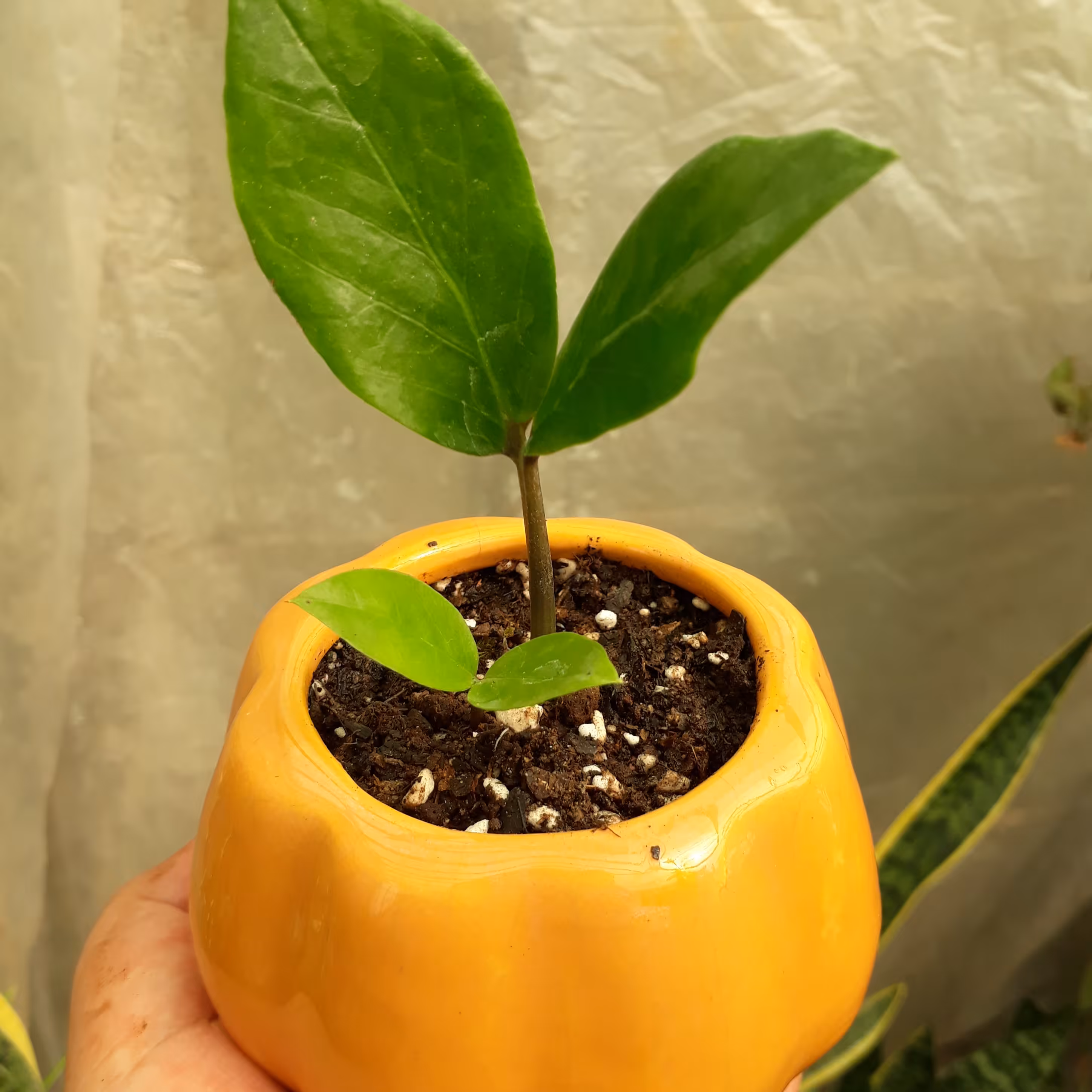 زاموفیلیا سبز تک غده دو شاخه با گلدون سفالی رنگی سایز 8